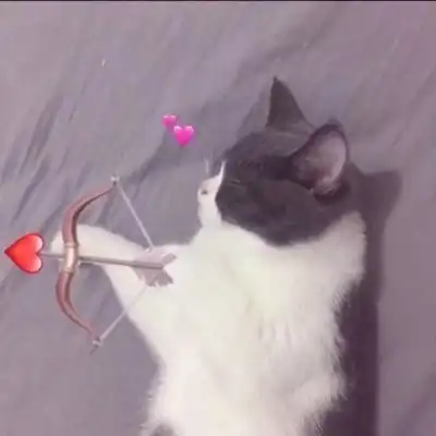 情侣头像动漫特别明显猫
