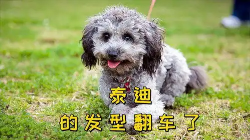 盘点发型奇特的泰迪,笑发财了