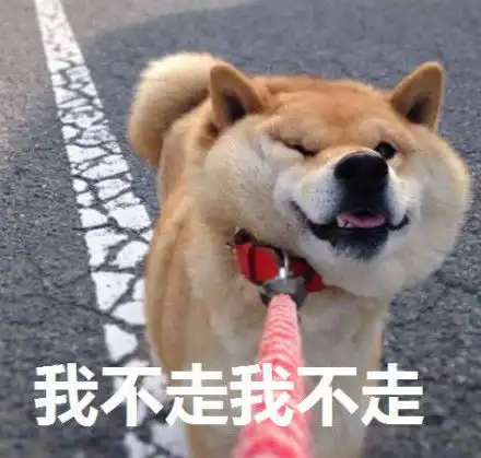 扶朕起来表情包日本柴犬