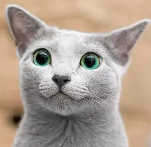 绿宝石之眼,网友的俄罗斯蓝猫,眼睛美得看一眼就爱上