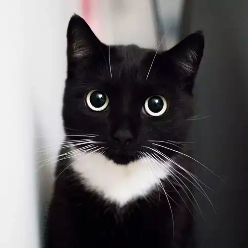 作为一名铲屎官,我喜欢猫咪我自豪