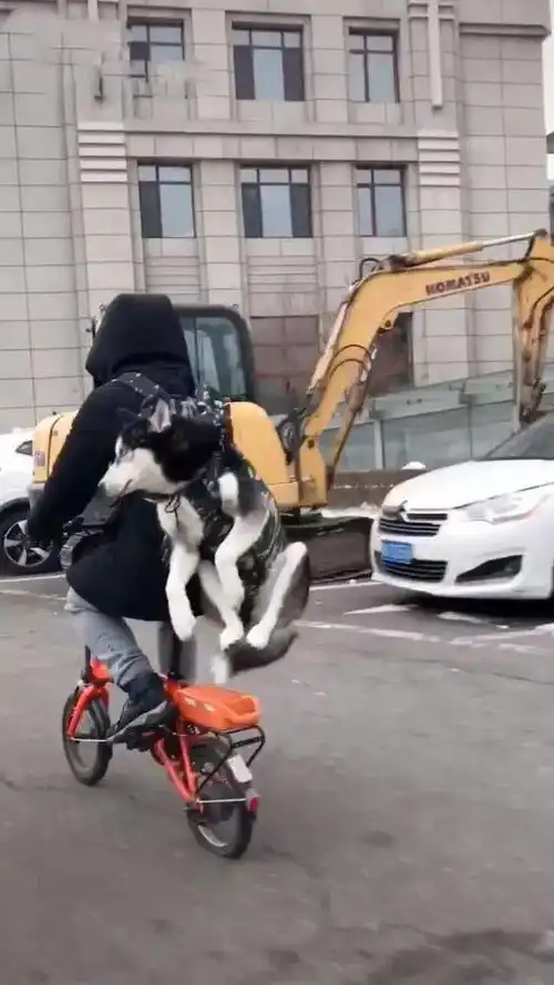 男子背着哈士奇骑车,二哈四脚蜷起,表情搞笑,狗我要起飞了