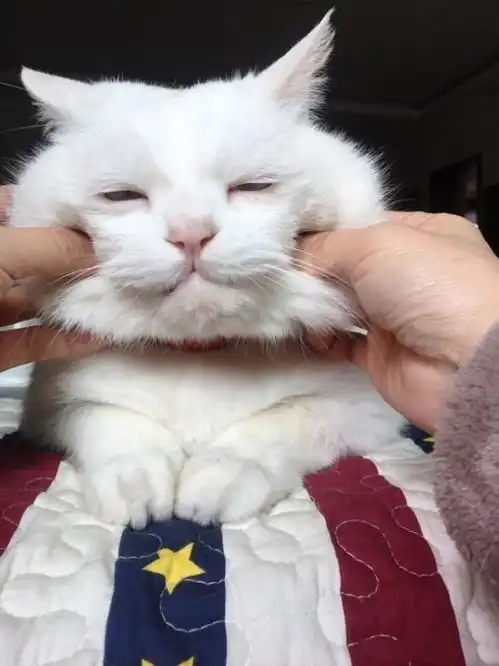 铲屎官捏猫咪的脸捏到被猫嫌弃,猫咪嘴上不说表情却很明显