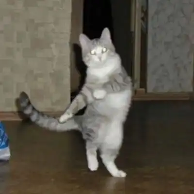 沙雕系列猫仔头像你是住在沙雕卡通动漫头像我要个性网
