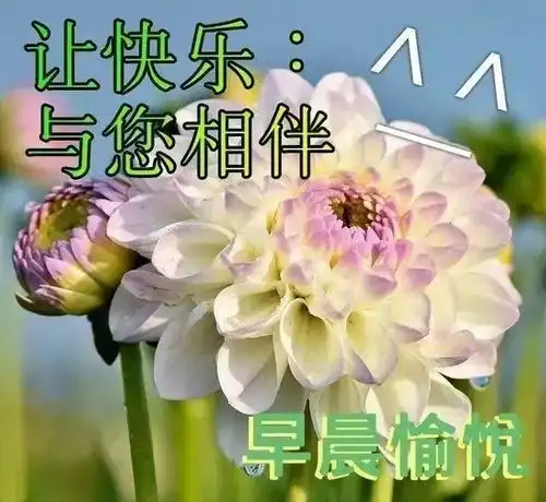 问候表情包小暑早安
