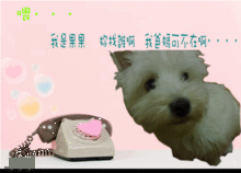 西高.gif