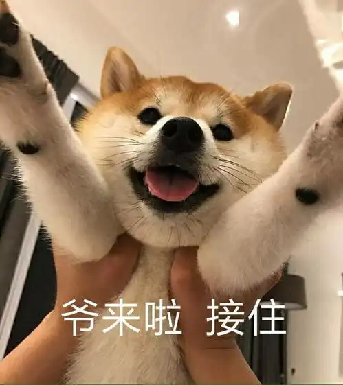狗狗为什么嘴巴巨臭原来都是它的锅