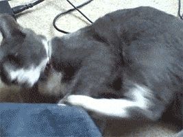 不知道关于猫的这个传说你听过没