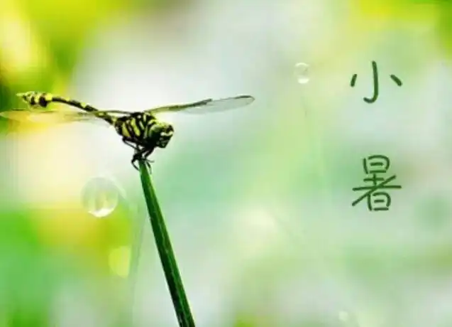 问候表情包小暑送给