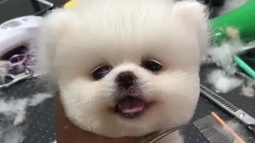 带狗狗到宠物店剪毛,这小表情还挺不情愿,剪完后整只狗都不一样了