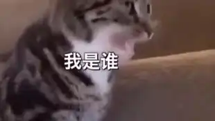 表情包扛把子雪鸮