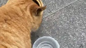 猫咪今天就给你个面子,勉强让你扶着朕