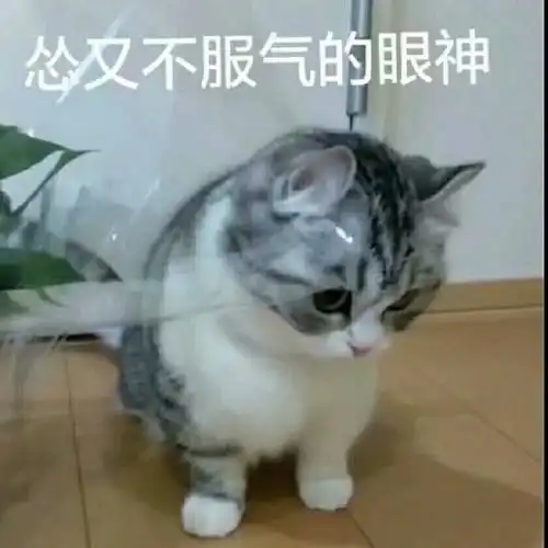 小动物表情包被现实鸭垮