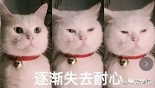 再您妈的见表情包猫咪