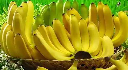 香蕉的主要营养价值有哪些吃香蕉竟有这么多好处营养专家揭秘