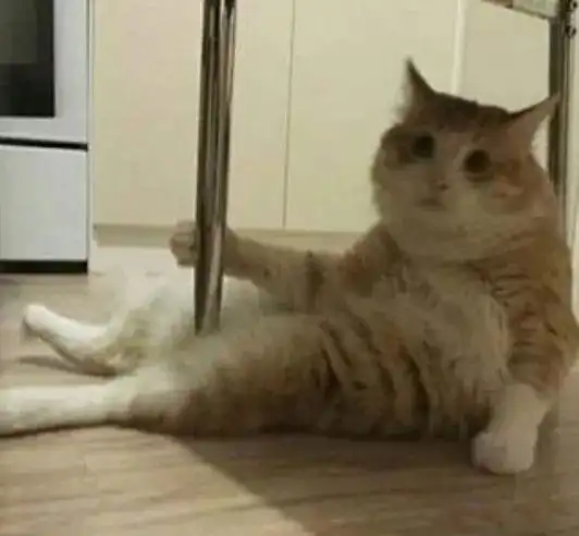 沙雕猫猫画成了q版插画后,这画风让我忍不住想笑