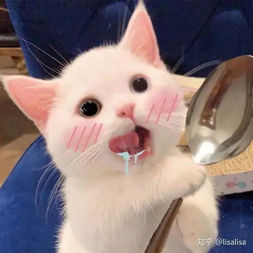 有适合和女生聊天的表情包吗