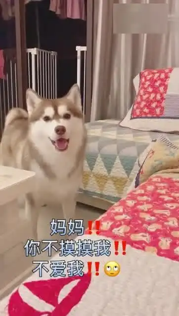 没见过这么娇气的哈士奇就因为妈妈不理它气得要拆沙发了