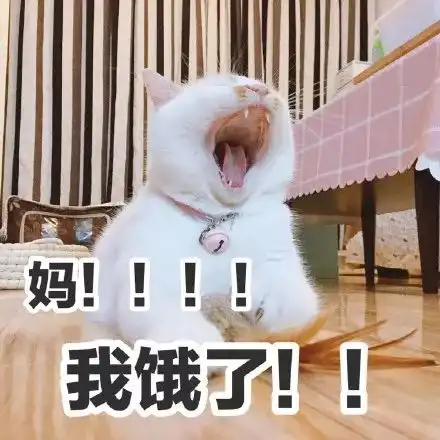 猫猫跳舞表情包
