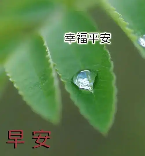 清新的空气,清晰的你,愉快的心情陪伴你愿你快乐每一天,早安问候