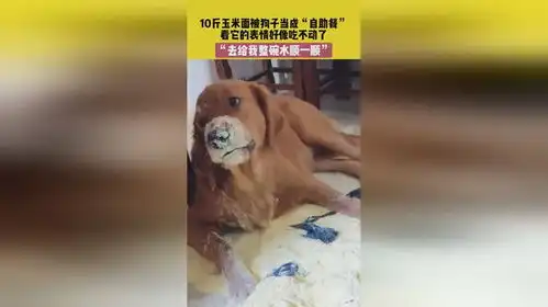 8月23日浙江,10斤玉米面被狗子当成自助餐,看它的表情好像吃不动了,去给我整碗水顺一顺