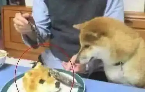 一只狗行8表情包主人