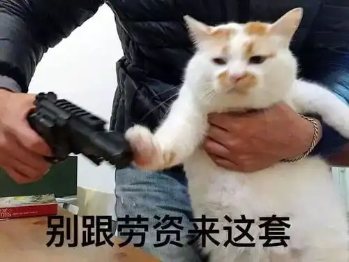 妈你可以嫁走,猫必须留下