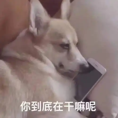 后来,那些舔狗过得真的蛮惨的女神
