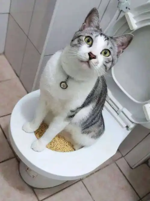 如何挑选猫砂划重点,猫咪喜欢很重要