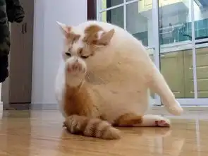猫界表情包楼楼因病去世曾因洗澡视频走红网络
