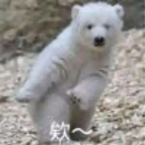 表情包