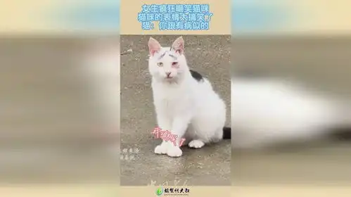 女生疯狂嘲笑猫咪,猫咪的表情太搞笑了,猫你跟有病似的1