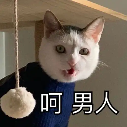 猫咪表情包小丑竟是我自己