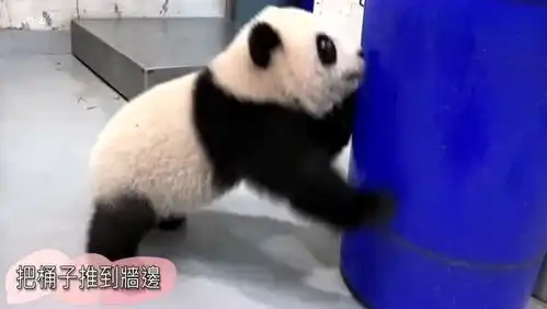 幼年熊猫太调皮,弄得满身都是泥,被抓去洗澡时表情太搞笑了,可爱