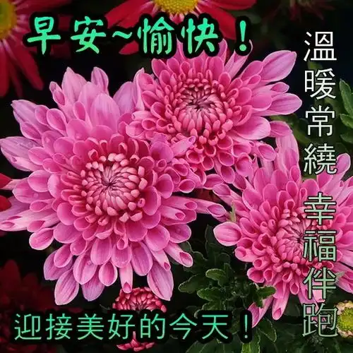2020新出的早上好动画图片早上好祝福语表情