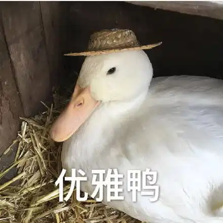 今天也很喜欢你表情包鸭