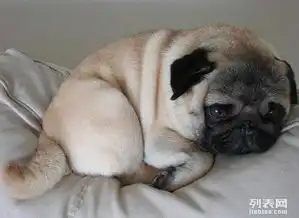 纯种可爱傻乎乎巴哥犬正宗巴哥狗狗幼犬上门挑选