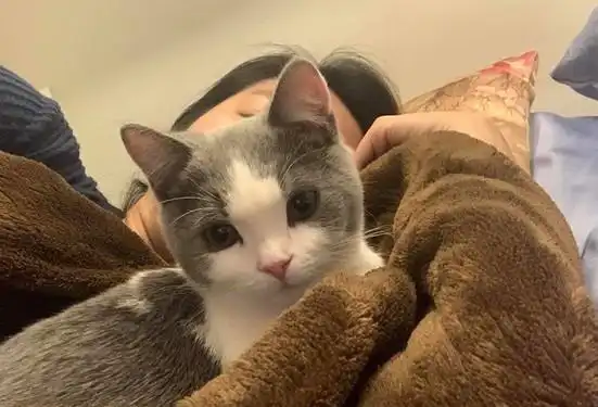猫咪化身喵工智能,主人要求第二天叫醒她,结果准备开始发出声音