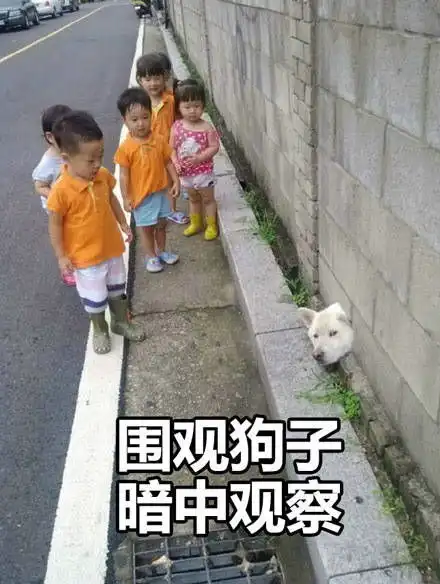 狗子表情包