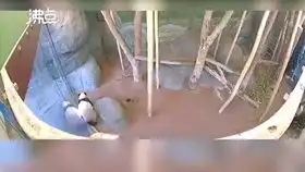 官方回应孟菲斯动物园熊猫瘦骨嶙峋