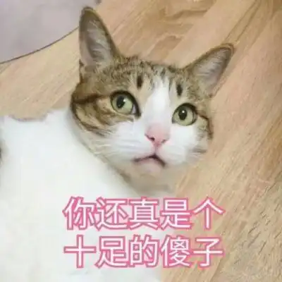 好不好表情包猫咪
