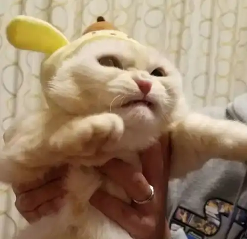 扶朕起来表情包主子