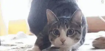 一只猫撞脸李易峰,眼神表情一模一样走红网络,猫版李易峰
