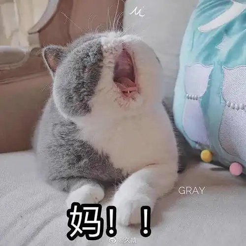 爸爸没钱了猫猫表情包