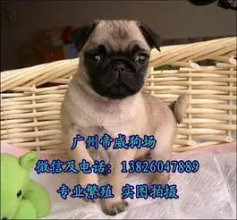东莞帝威狗场东莞哪里有卖纯种巴哥巴哥价格多少
