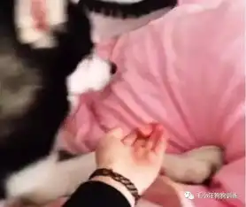 女主人喂哈士奇吃平常最爱的火腿肠,没想到二哈这次居然不为所动