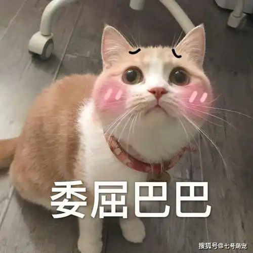 女子嫌猫胖给它剃毛,结果剃完才发现是虚胖,猫咪已经没脸出门了