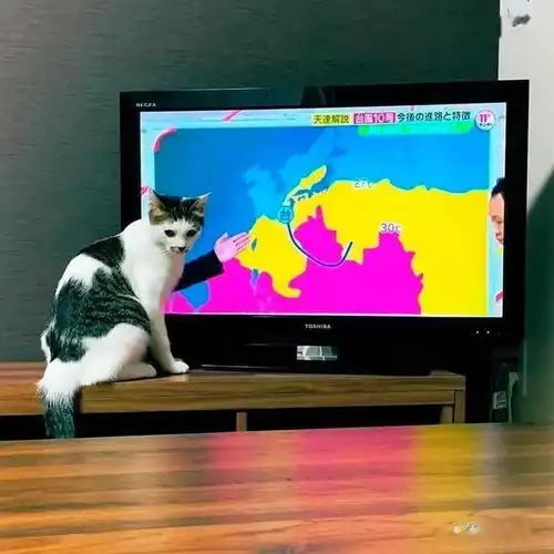 画师将各种沙雕猫猫图卡通化,这搞笑的可爱画风,也太魔性啦