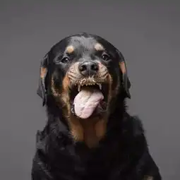 摄影师拍狗狗吃花生酱表情包,逗趣十足