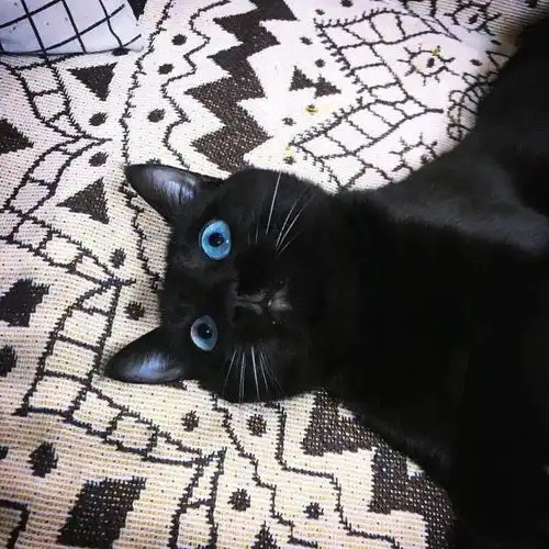 这只蓝眼睛的黑猫,突然闯入了我19楼的家里